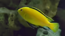Labidochromis caeruleus ???yellow???  