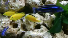 Labidochromis caeruleus ´Yellow´ & Melanochromis maingano