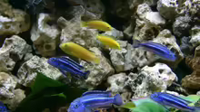 Labidochromis caeruleus ´Yellow´ & Melanochromis maingano