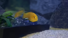 Labidochromis Caeruleus Yellow (2+4)