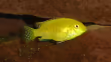 Labidochromis caeruleus yellow 2