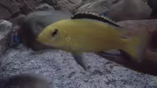 Labidochromis caeruleus yellow Bock