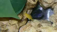 Labidochromis caeruleus ´Yellow´-Jungfisch & Melanochromis maingano-weibl.