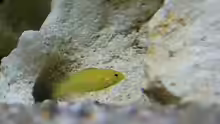 Labidochromis caeruleus ´Yellow´-Jungfisch
