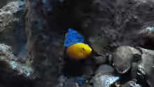 Labidochromis caeruleus Yellow Weibchen