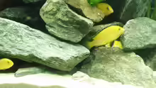 Labidochromis caeruleus (Yellow)