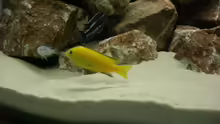 Labidochromis caeruleus ´Yellow´