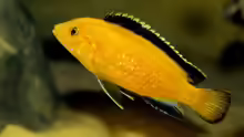 labidochromis caeruleus yellow