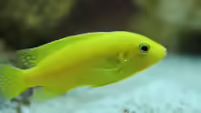 Labidochromis caeruleus yellow