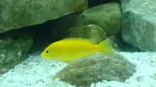 Labidochromis caeruleus ´Yellow´