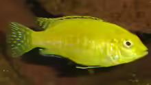 Labidochromis caeruleus yellow