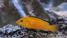 Labidochromis caeruleus