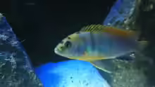 Labidochromis ´Hongi´ Bock