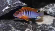 Labidochromis Hongi Bock
