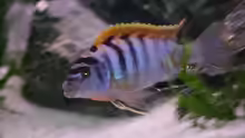 Labidochromis hongi (m)