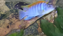 Labidochromis Hongi m