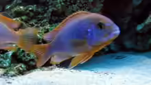 labidochromis hongi Mänchen 
