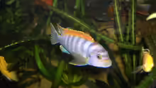 Labidochromis Hongi Mänchen