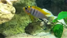 Labidochromis hongi red top Bock