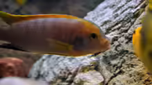 Labidochromis Hongi red Top Bock