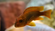 Labidochromis Hongi red Top Weibe