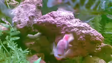 Labidochromis Hongi red top