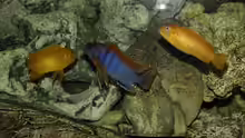 Labidochromis hongi Red Top