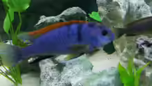 Labidochromis hongi red-top