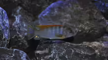 Labidochromis Hongi Red Top