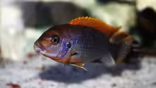 Labidochromis hongi red top