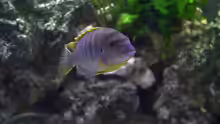 Labidochromis Hongi w
