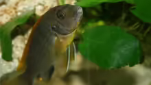 Labidochromis hongi Weibchen