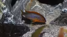 Labidochromis Hongi Weibchen