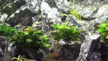 Labidochromis Hongi