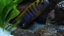 Labidochromis Hongi