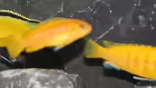 Labidochromis ´irgendwie-nicht-so-gelb-Yellow´