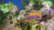Labidochromis JHongi