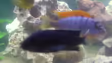 Labidochromis maculicauda und Red Top Hongi 