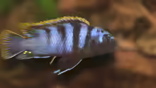 Labidochromis Mbamba Bay