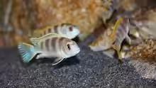 Labidochromis perlmutt Männchen mit 3 seiner 4 Damen