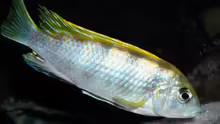 Labidochromis Perlmutt (male)
