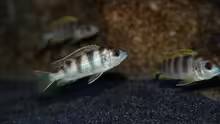 Labidochromis perlmutt Weibchen