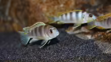 Labidochromis perlmutt Weibchen