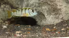 Labidochromis sp. perlmutt