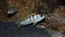 Labidochromis perlmutt Weibchen