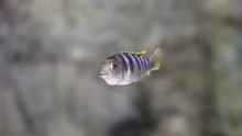 Labidochromis perlmutt Weibchen