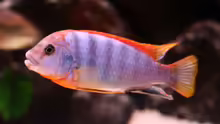 Labidochromis red top Hongi