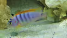 Labidochromis sp. Hongi m