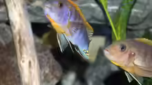 Labidochromis sp. Hongi Männchen mit Weibchen