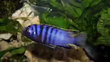 Labidochromis sp. mbamba bay Männchen